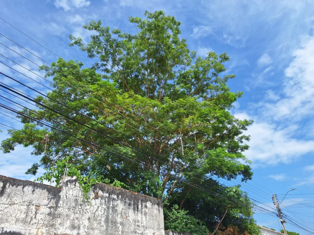 Equatorial Piauí realiza 100 mil podas preventivas e emergenciais durante um ano
