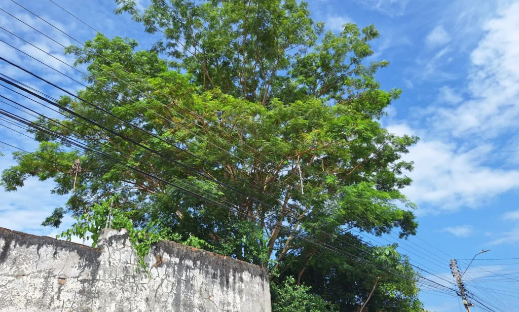 Equatorial Piauí registra cerca de 9 mil ocorrências provocadas por árvore tocando a rede elétrica nos primeiros meses do ano